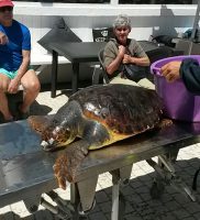 Caretta protezione