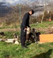 I cani salvati dai Carabinieri le armi e i collari elettrici sequestrati (3) ok