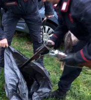 I cani salvati dai Carabinieri le armi e i collari elettrici sequestrati (5) ok